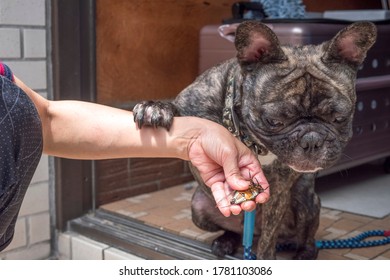 Young Small Black Dog Looking At Cicada In Person Hand