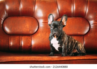 Young Small Black French Bulldog Dog Puppy Sitting On Sofa. Funny Dog Baby With Beautiful Black Snout Eyes Bulldog Puppy Dog. Adorable Bulldog Funny Puppy.