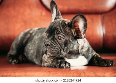 Young Small Black French Bulldog Dog Puppy Lying On Sofa. Funny Dog Baby With Beautiful Black Snout Eyes Bulldog Puppy Dog. Adorable Bulldog Puppy.