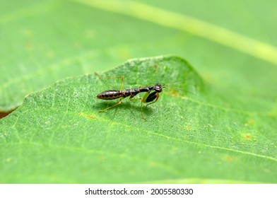 11,481 Black Mantis Images, Stock Photos & Vectors | Shutterstock