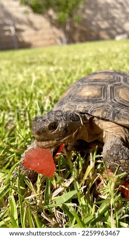 Young small California Desert Tortoise on Grass eating red watermelon
