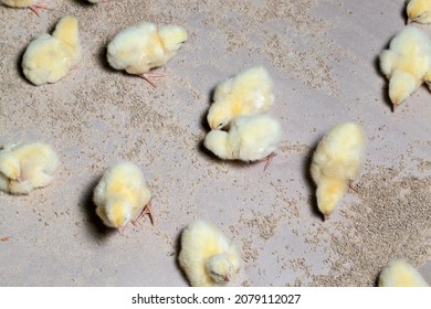 Young Small Chickens In A Chicken Meat Factory, Chickens Have Just Started To Be Raised For Meat