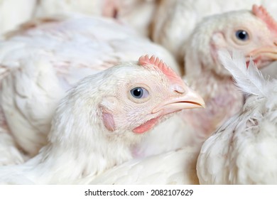 Young Small Chickens In A Chicken Meat Factory, Chickens Have Just Started To Be Raised For Meat