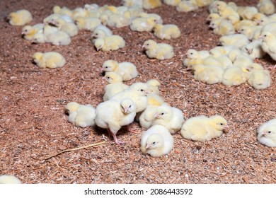 Young Small Chickens In A Chicken Meat Factory, Chickens Have Just Started To Be Raised For Meat