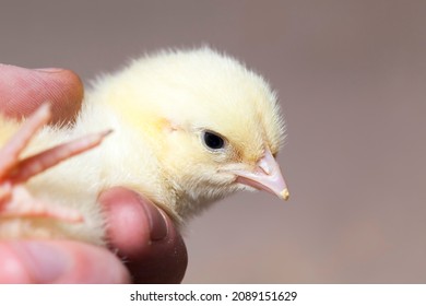 Young Small Chickens In A Chicken Meat Factory, Chickens Have Just Started To Be Raised For Meat