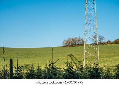 Young small coniferous trees in a tree nursery at the edge of the forest