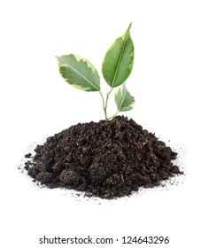 Young Small Green Plant On White Background