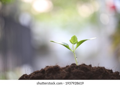 Young Small Sprout Plant Growing