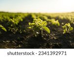 Young small sprouts of a soybean soy bean plants grow in rows on an agricultural field. Young soy crops during the period of active growth. Selective focus.