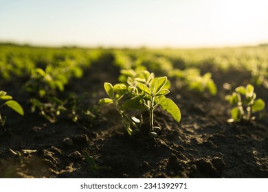 Young small sprouts of a soybean soy bean plants grow in rows on an agricultural field. Young soy crops during the period of active growth. Selective focus.