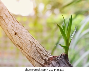 Young Small Tree Seedling Grow From Stump, Beginning New Life And Rebirth Concept With Sunlight.