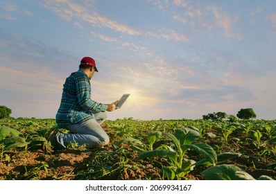 A young smart farmer uses tablet computer to checking test and collect cropping analysis data.Agriculture work in tobacco farm technology for plantation data internet link for plant organic produc - Shutterstock ID 2069934167