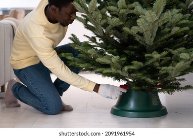 Young Smiling African Man Wearing Cotton Gloves Placing Real Fresh Christmas Tree In Stand, Tightening Screws Around Firtree Trunk In Underneath, Black Guy Decorating House For Festive Winter Season