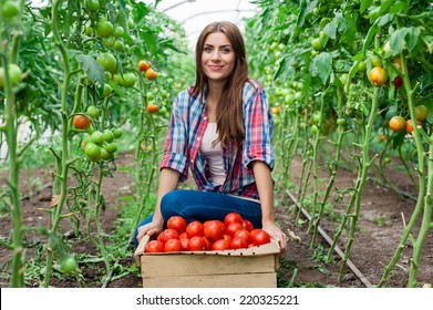 Young smiling agriculture woman worker and a crate of tomatoes in the front, working, harvesting tomatoes in greenhouse.