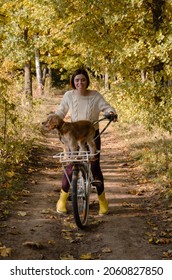 Young Smiling Woman With Yellow Rubber Boots Is Riding A Bicycle In Autumn Forest With Her Dog Sitting In The Basket.