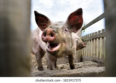Young smilling pig on the farm, close-up of a pig's head, big ears. Happy dirty pig reveling in the mud. Pig behind fence.