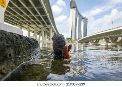 A Young Smooth-coated Otter (Lutrogale Perspicillata) Pup From The Bishan Family, Eats A Fish On The Banks Of Marina Bay, Singapore.