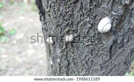 Young snails shells stuck on a tree trunk forming a row Imagine de stoc © 