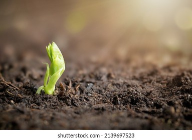 Young snap pea sprout in outside vegetable garden bed or field with sunrays. Just emerged single pea plant seedling known as Super Sugar Snap Pea or Pisum sativum. Selective focus on pea plant. 