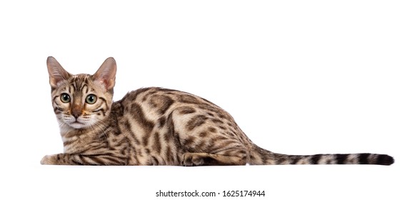 Young Snow Bengal Cat Kitten, Laying Down Side Ways. Looking Beside Camera With Greenish Eyes. Isolated On White Background. Long Tail Stretched Behond Body.