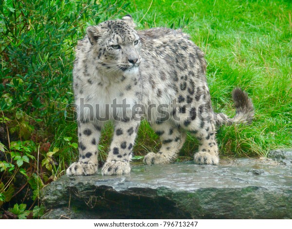 Young Snow Leopard Standing On Rock Stock Photo Edit Now