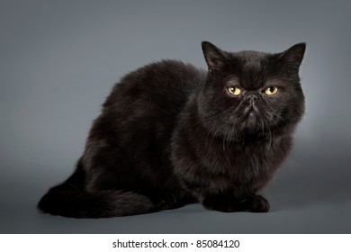 solid black cat