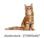 Young solid red or ginger Maine coon cat kitten sitting up facing front. Looking above camera. Isolated on a white background.