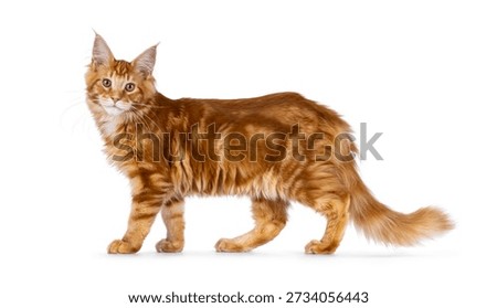Young solid red or ginger Maine coon cat kitten standing or walking side ways. Looking towards camera. Isolated on a white background.