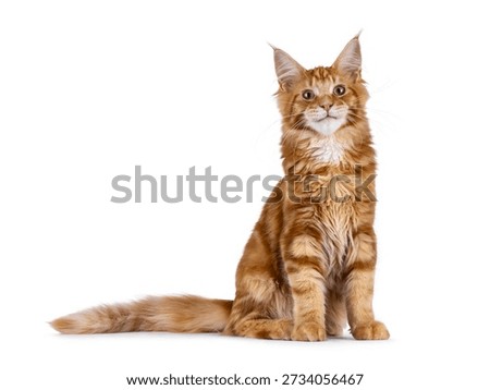 Young solid red or ginger Maine coon cat kitten sitting up facing front. Looking above camera. Isolated on a white background.