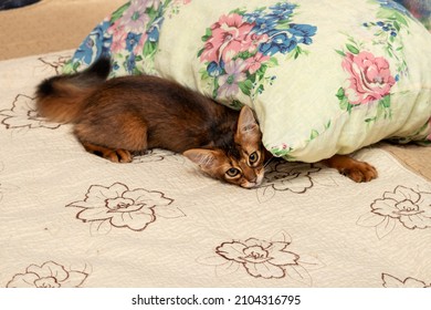 Young Somali Cat Playing On Pastels With A Pillow