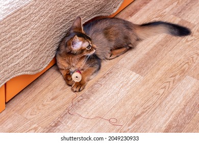 Young Somali Cat Playing With A Spool Of Thread On The Floor