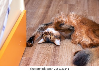 Young Somali Cat Resting On The Floor In A Funny Pose