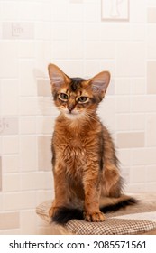 Young Somali Cat Sits On A Chair With A Serious Look