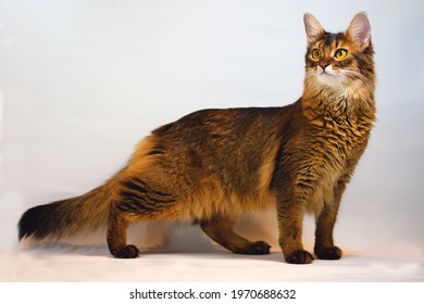 Young Somali Cat Standing, White Backdrop