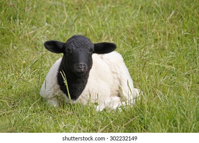 Young Somali Sheep