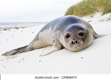 Young Southern Elephant Seal