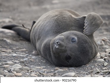 Baby Elephant Seal Hd Stock Images Shutterstock