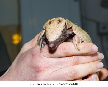 Young Southern Three-banded Armadillo In Hand Of A Zookeeper