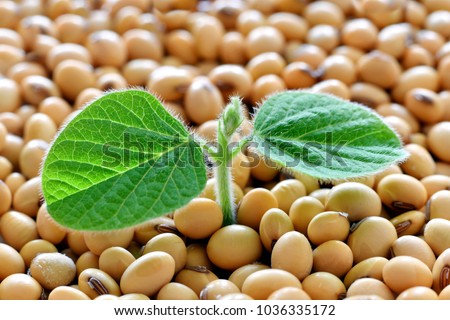 Young soy plant, germinating from soy seeds. Soy agriculture