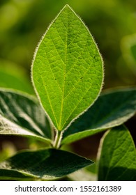 Young Soybean Leaf On A Field With A Blurred Background