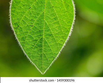 Young Soybean Leaf Textures Macro, Blurred Backgound