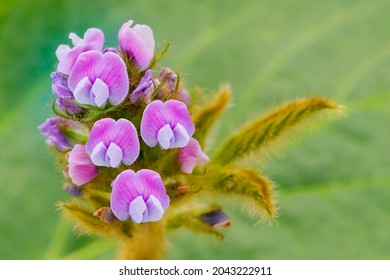 Young Soybean Plant With Flowers, Close Up Macro. Small Growing Flowering Soy, Closeup. Purple Soybeans Bloom