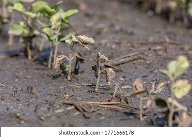 Young Soybean Plant Injury, Damage And Dead From Flooding After Storms Flooded Fields. Concept Of Crop Insurance Claim And Payment, Field Tile Drainage.