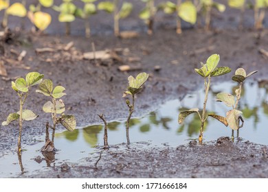 Young Soybean Plant Injury, Damage And Dead From Flooding After Storms Flooded Fields. Concept Of Crop Insurance Claim And Payment, Field Tile Drainage.