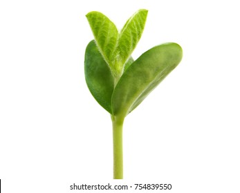 Young Soybean Plant Isolated On White, Glycine Max