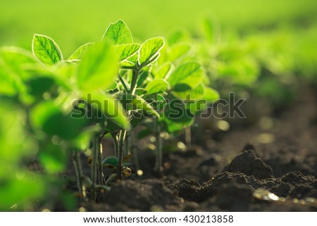 Young soybean plants growing in cultivated field, selective focus