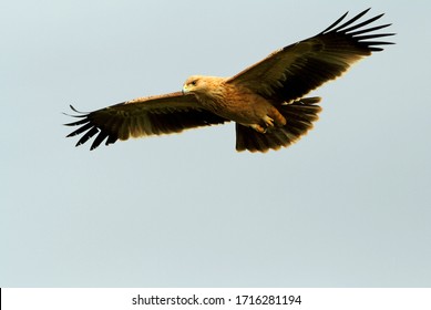 Young Spanish Imperial Eagle Flying, Birds, Eagles