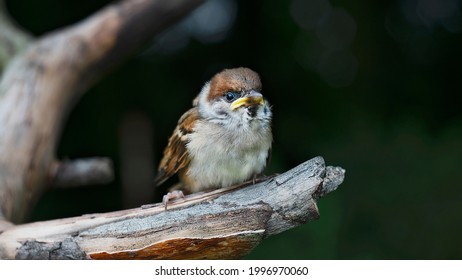 Young sparrow fledgling on the tree - Shutterstock ID 1996970060