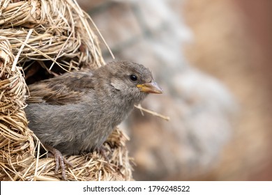 Young Sparrow In Nest Feeder