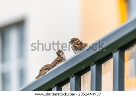 A young sparrow is sitting on a metal fence.
